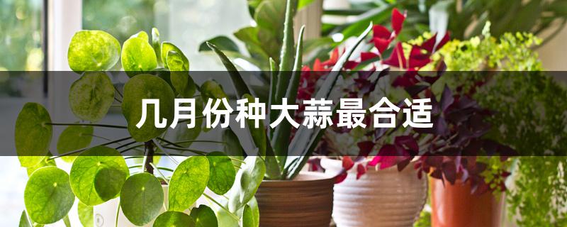 几月份种大蒜最合适 几月份种大蒜最合适