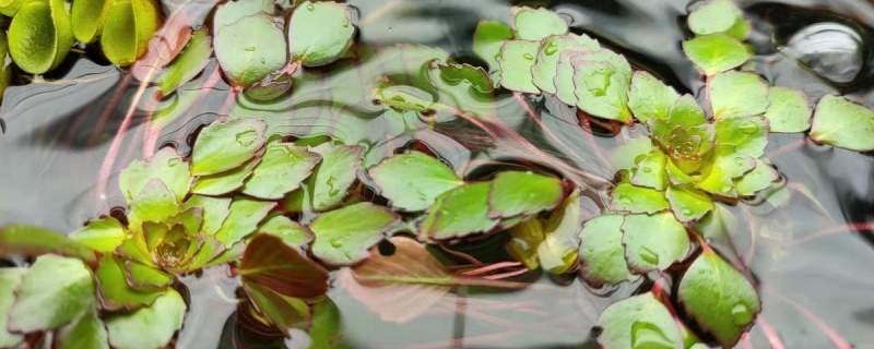 黄花菱怎么过冬 黄花菱怎么过冬