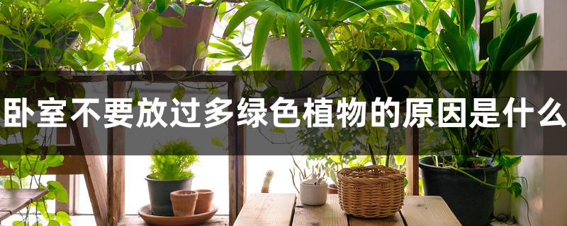 卧室不要放过多绿色植物的原因是什么 卧室不要放过多绿色植物的原因是什么