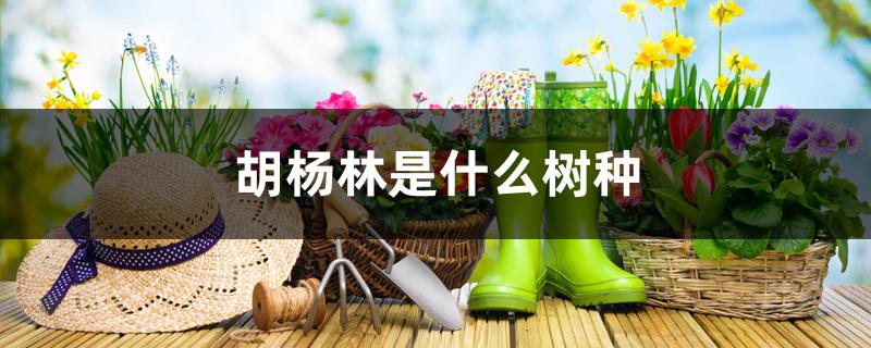 胡杨林是什么树种 胡杨林是什么树种