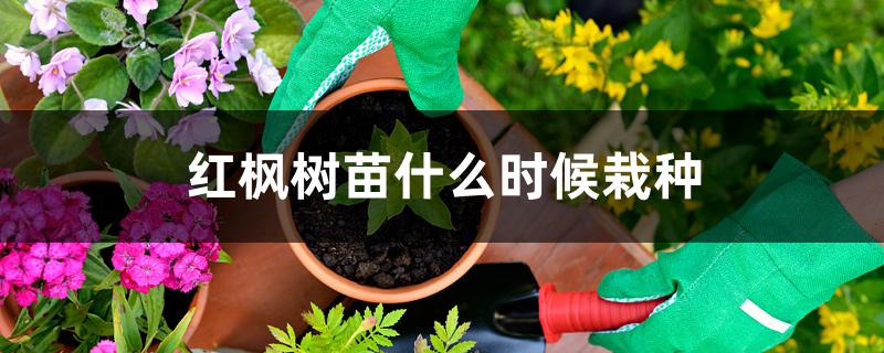 红枫树苗什么时候栽种 红枫树苗什么时候栽种