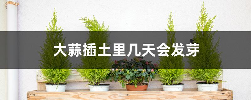 大蒜插土里几天会发芽