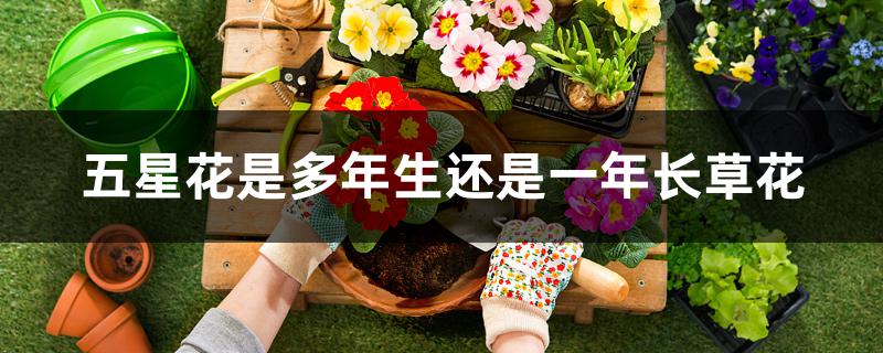 五星花是多年生还是一年长草花 五星花是多年生还是一年长草花