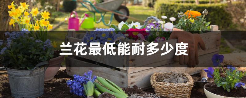 兰花最低能耐多少度 兰花最低能耐多少度