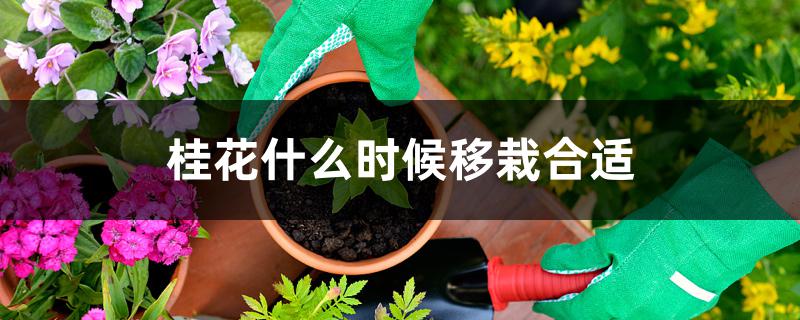 桂花什么时候移栽合适 桂花什么时候移栽合适