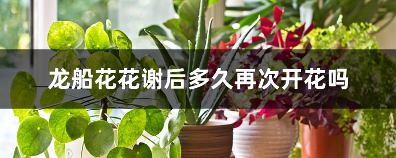龙船花花谢后多久再次开花吗 龙船花花谢后多久再次开花吗