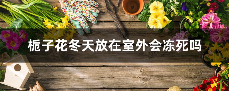 栀子花冬天放在室外会冻死吗 栀子花冬天放在室外会冻死吗