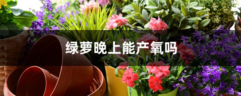 绿萝晚上能产氧吗 绿萝晚上能产氧吗