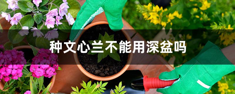 种文心兰不能用深盆吗 种文心兰不能用深盆吗