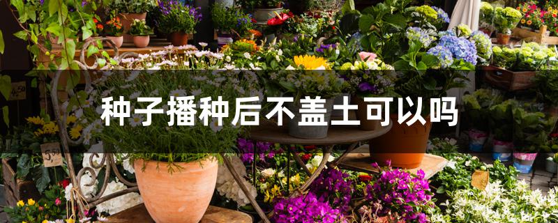种子播种后不盖土可以吗 种子播种后不盖土可以吗