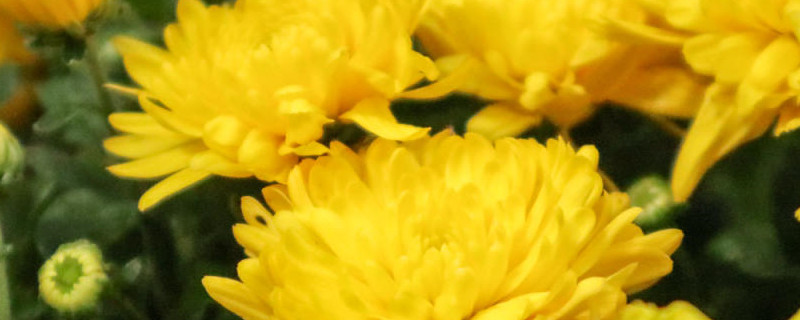 菊花怎样种植与管理 菊花怎样种植与管理