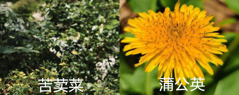 苦荬菜和蒲公英的区别 苦荬菜和蒲公英的区别
