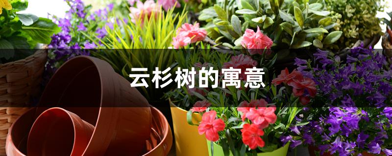 云杉树的寓意 云杉树的寓意