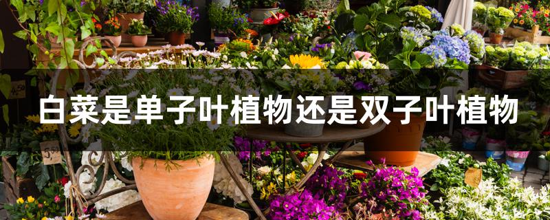白菜是单子叶植物还是双子叶植物 白菜是单子叶植物还是双子叶植物