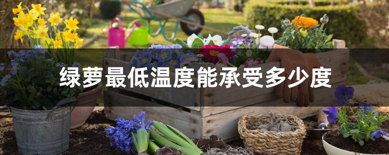 绿萝最低温度能承受多少度 绿萝最低温度能承受多少度