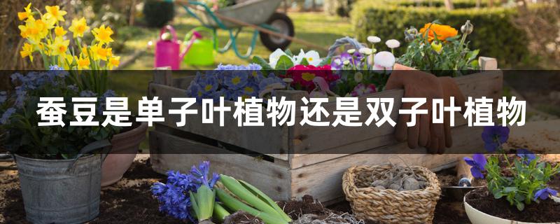蚕豆是单子叶植物还是双子叶植物 蚕豆是单子叶植物还是双子叶植物