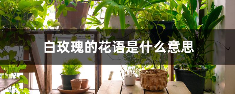 白玫瑰的花语是什么意思 白玫瑰的花语是什么意思