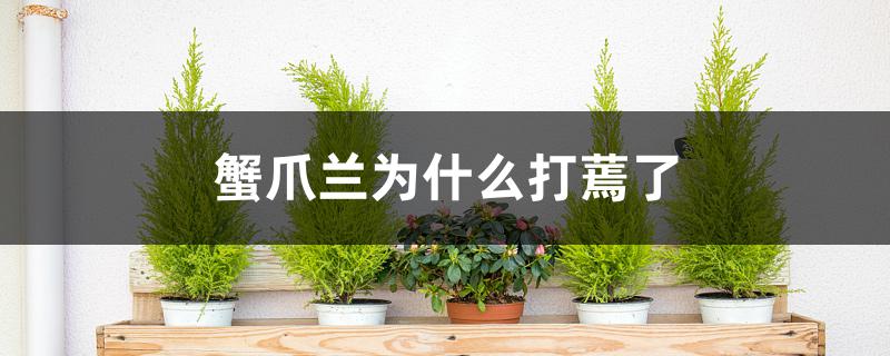 蟹爪兰为什么打蔫了