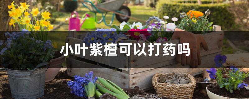 小叶紫檀可以打药吗 小叶紫檀可以打药吗