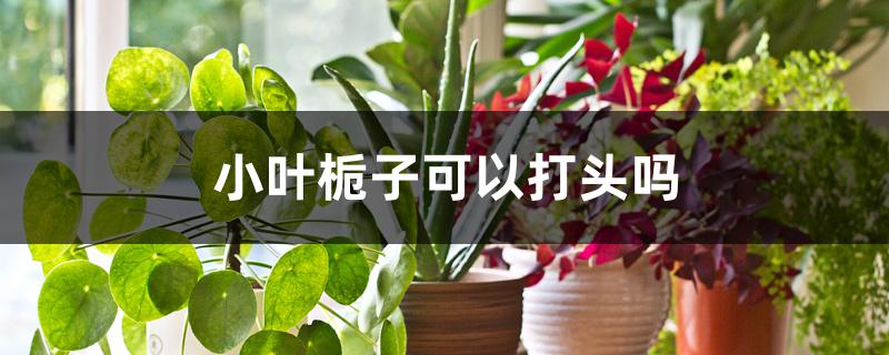 小叶栀子可以打头吗 小叶栀子可以打头吗