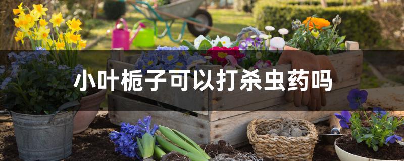 小叶栀子可以打杀虫药吗 小叶栀子可以打杀虫药吗