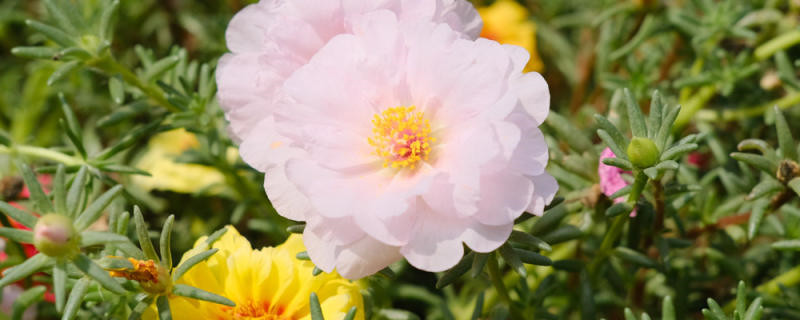 太阳花有白色虫子怎么办 太阳花有白色虫子怎么办