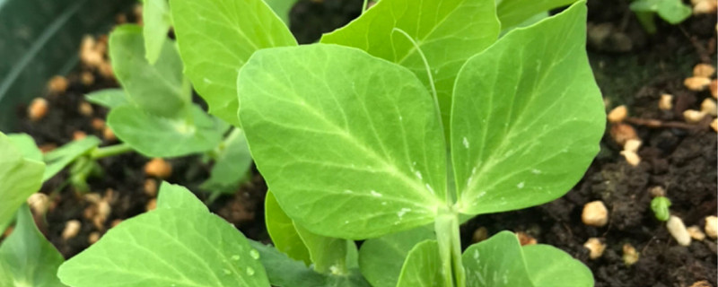 豌豆尖怎么种植才粗壮 豌豆尖怎么种植才粗壮