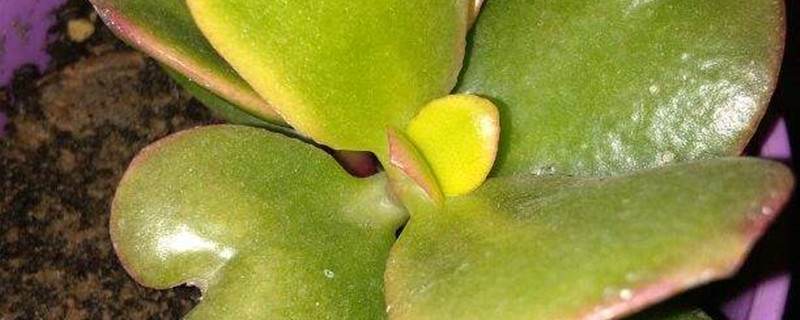 黄金花月的养殖方法和注意事项 黄金花月的养殖方法和注意事项