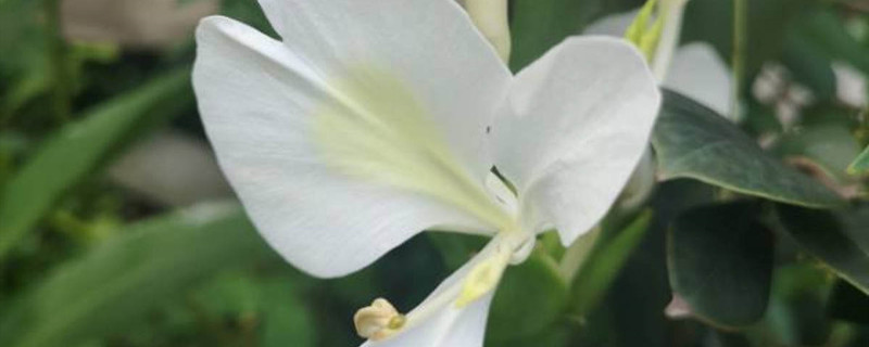 姜花怎么养花开得久一点 姜花怎么养花开得久一点