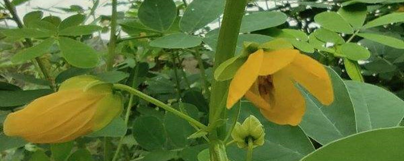 决明子种植时间和方法 决明子种植时间和方法