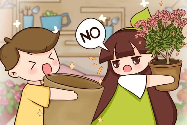 这花不能换盆,一动土,小命不保! 这花不能换盆,一动土,小命不保!