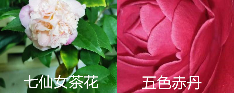 七仙女茶花和五色赤丹的区别 七仙女茶花和五色赤丹的区别