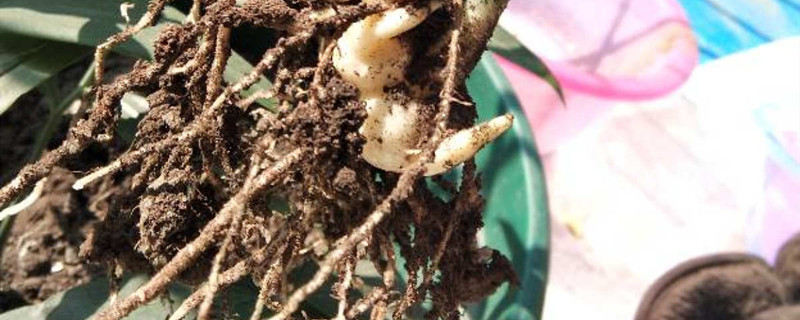 老虎姜栽培的技术 老虎姜栽培的技术
