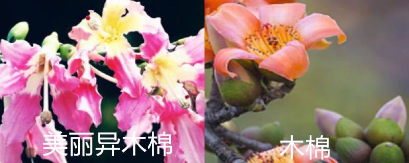 异木棉和木棉的区别 异木棉和木棉的区别
