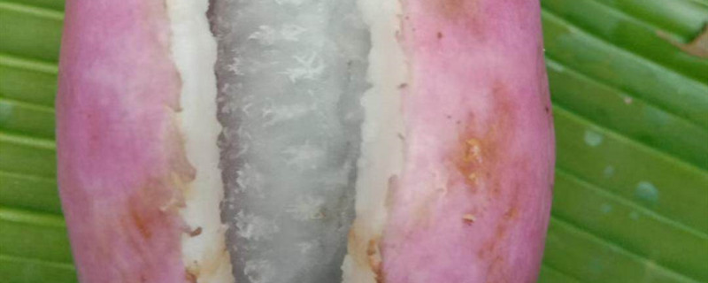 八月瓜的种子怎么种才能发芽 八月瓜的种子怎么种才能发芽