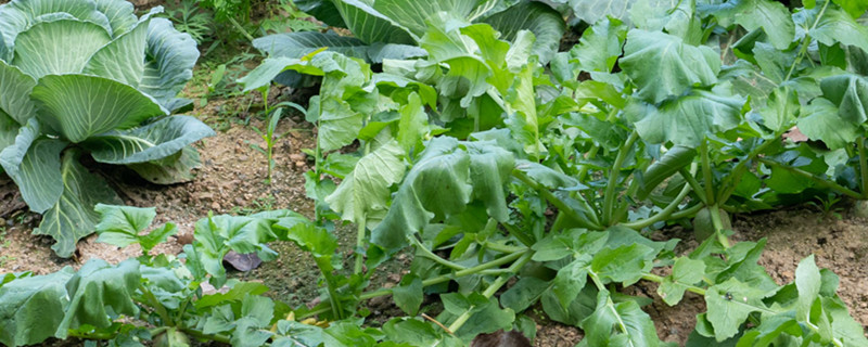 水果萝卜的种植方法和时间 水果萝卜的种植方法和时间
