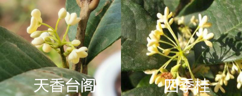 天香台阁和四季桂有什么区别 天香台阁和四季桂有什么区别