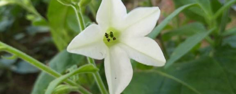 花烟草的养殖方法和注意事项 花烟草的养殖方法和注意事项
