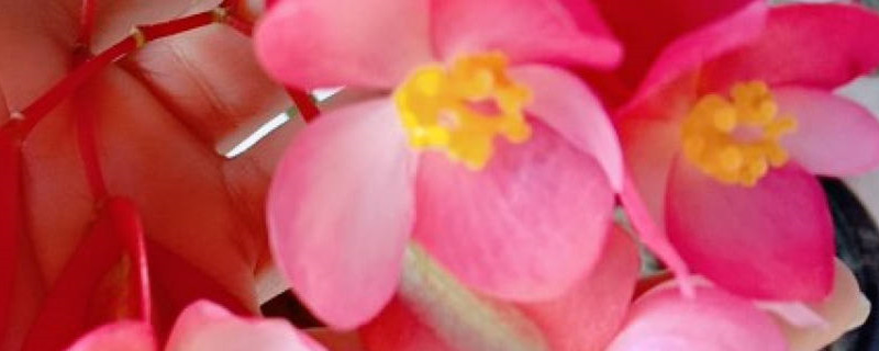 竹节海棠秋季怎么养护 竹节海棠秋季怎么养护