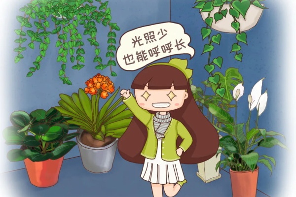 冬天就养耐阴花,没光也能开爆盆,扔角落自己疯长! 冬天就养耐阴花,没光也能开爆盆,扔角落自己疯长!