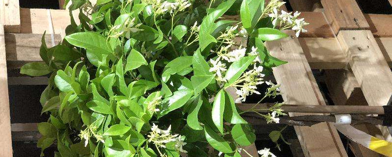 风车茉莉不长什么原因 风车茉莉不长什么原因