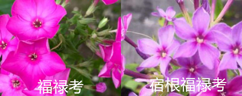 福禄考和宿根福禄考的区别 福禄考和宿根福禄考的区别