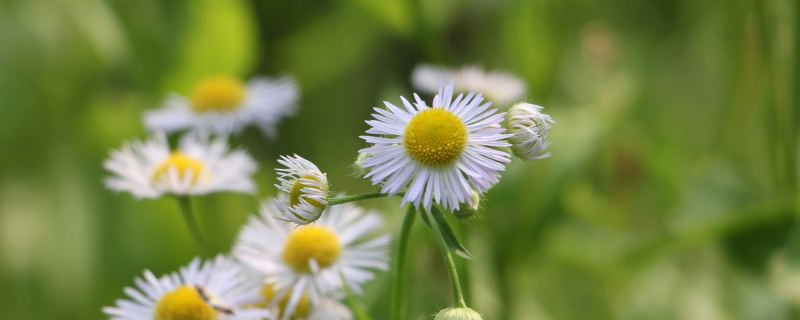 小菊花花语和寓意 小菊花花语和寓意