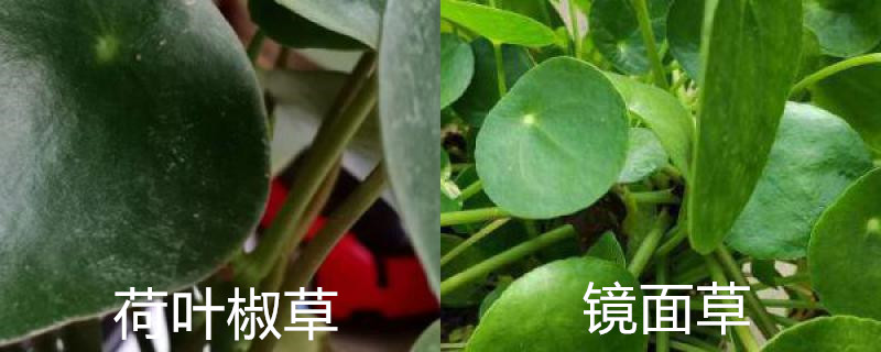 荷叶椒草和镜面草的区别