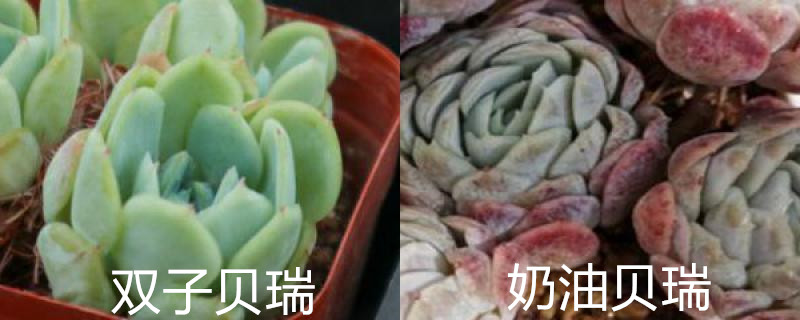 双子贝瑞和奶油贝瑞区别 双子贝瑞和奶油贝瑞区别