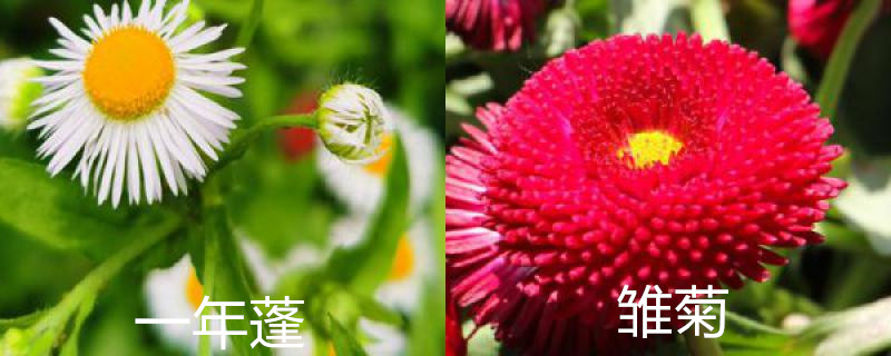 一年蓬和雏菊的区别 一年蓬和雏菊的区别