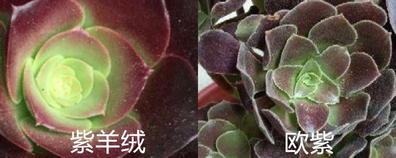 紫羊绒和欧紫的区别 紫羊绒和欧紫的区别