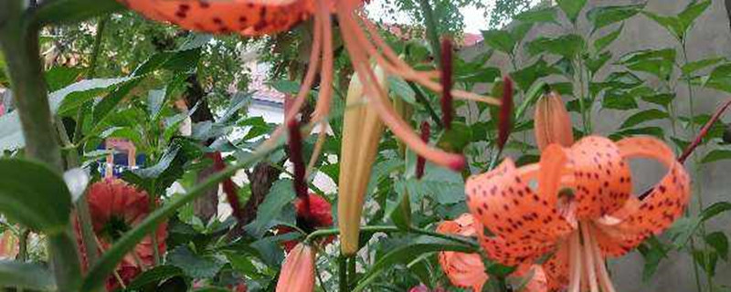卷丹百合的种植方法 卷丹百合的种植方法