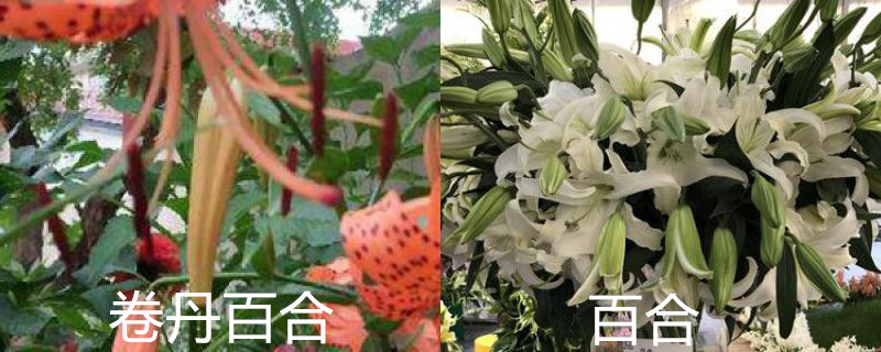 卷丹百合与百合的区别 卷丹百合与百合的区别