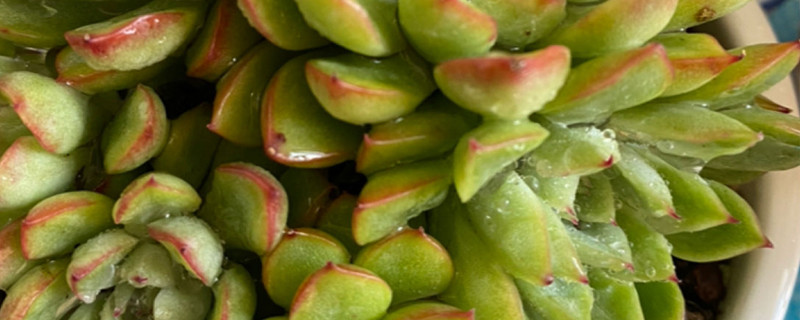 女雏多肉植物怎么养 女雏多肉植物怎么养